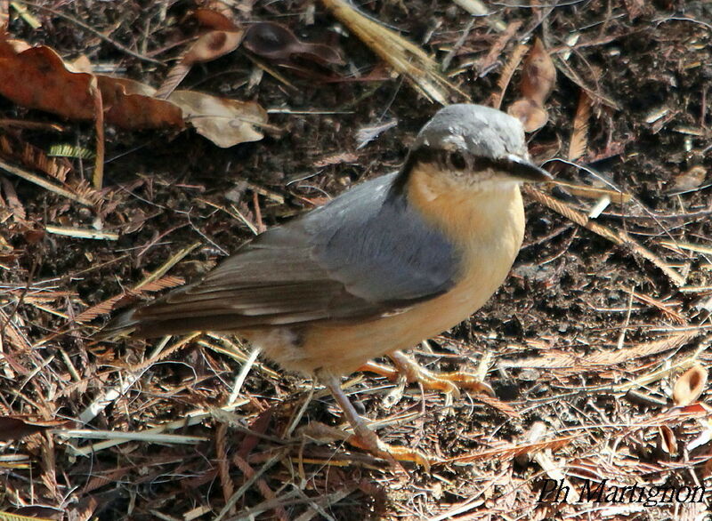 Eurasian Nuthatch, identification