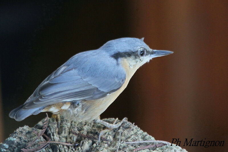 Sittelle torchepot, identification