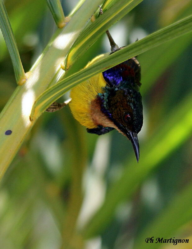 Brown-throated Sunbird male