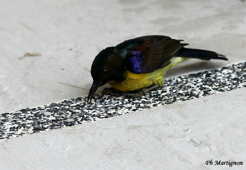 Brown-throated Sunbird