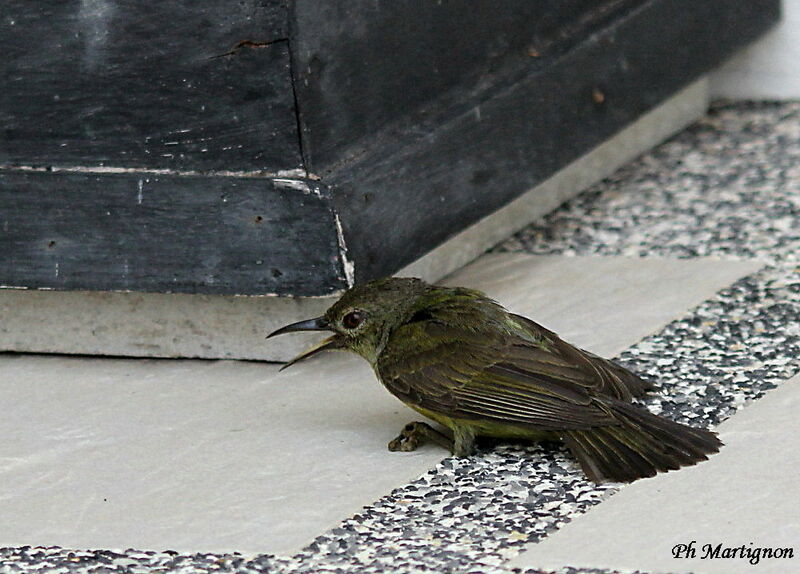 Brown-throated Sunbird female