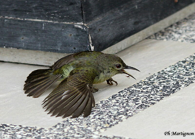 Brown-throated Sunbird female