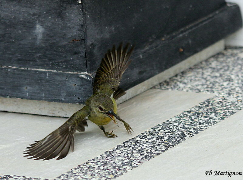 Brown-throated Sunbird female