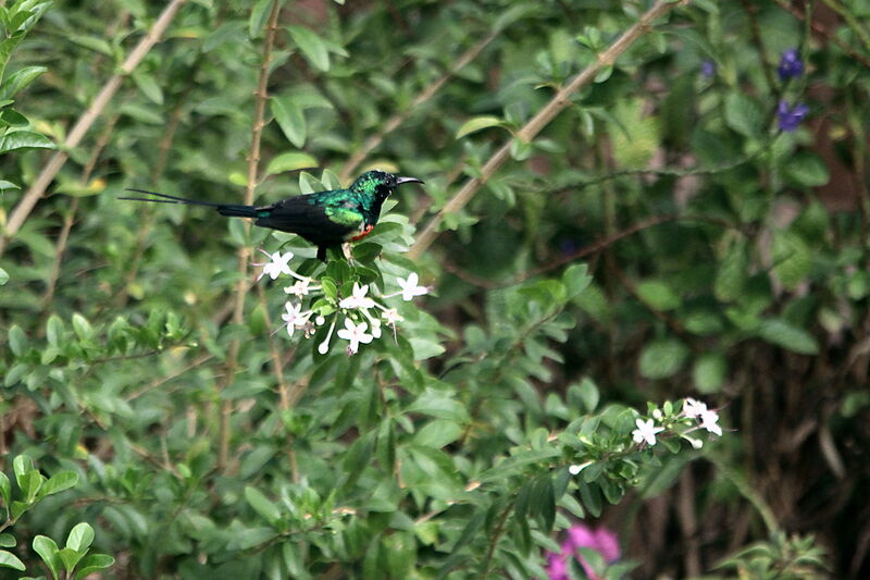 Beautiful Sunbirdadult breeding, identification