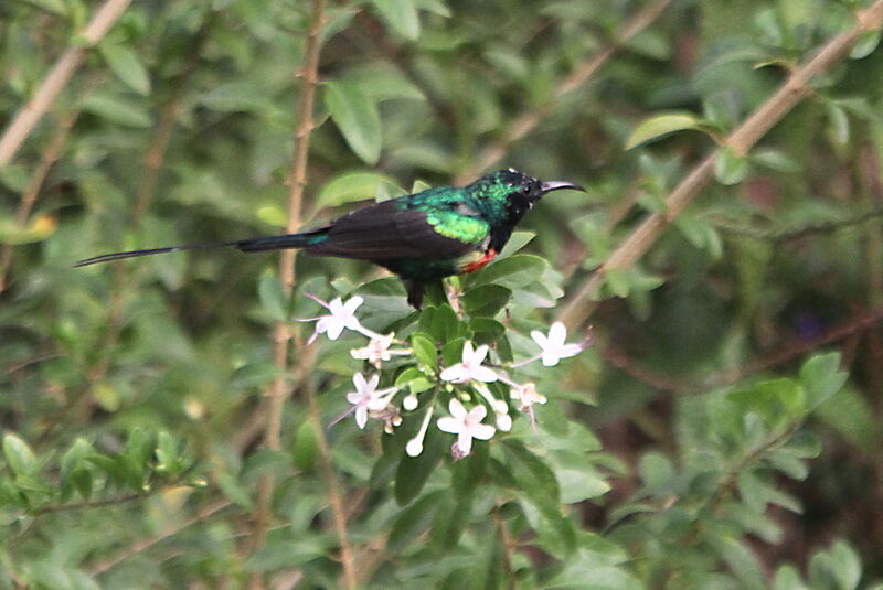 Souimanga à longue queueadulte nuptial, identification