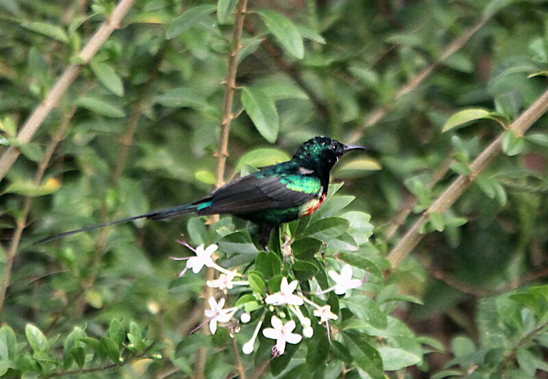 Souimanga à longue queueadulte nuptial, identification