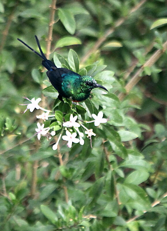 Beautiful Sunbirdadult breeding, identification