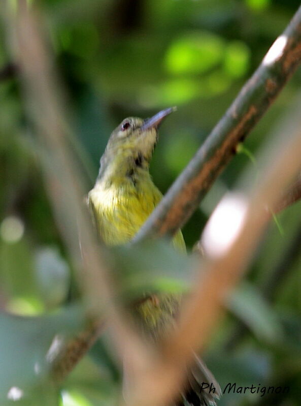 Plain Sunbird, identification