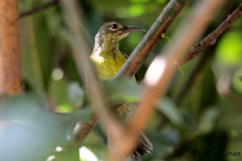 Plain Sunbird, identification