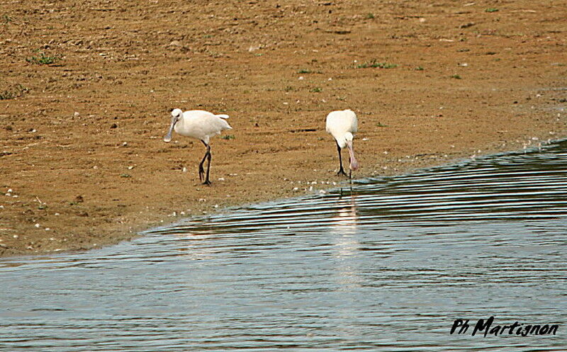 Eurasian Spoonbill