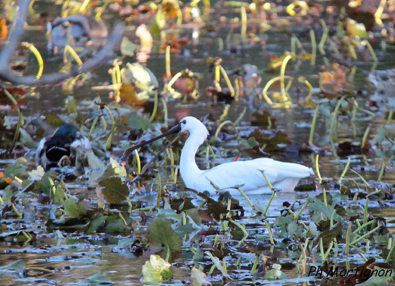 Eurasian Spoonbill, identification