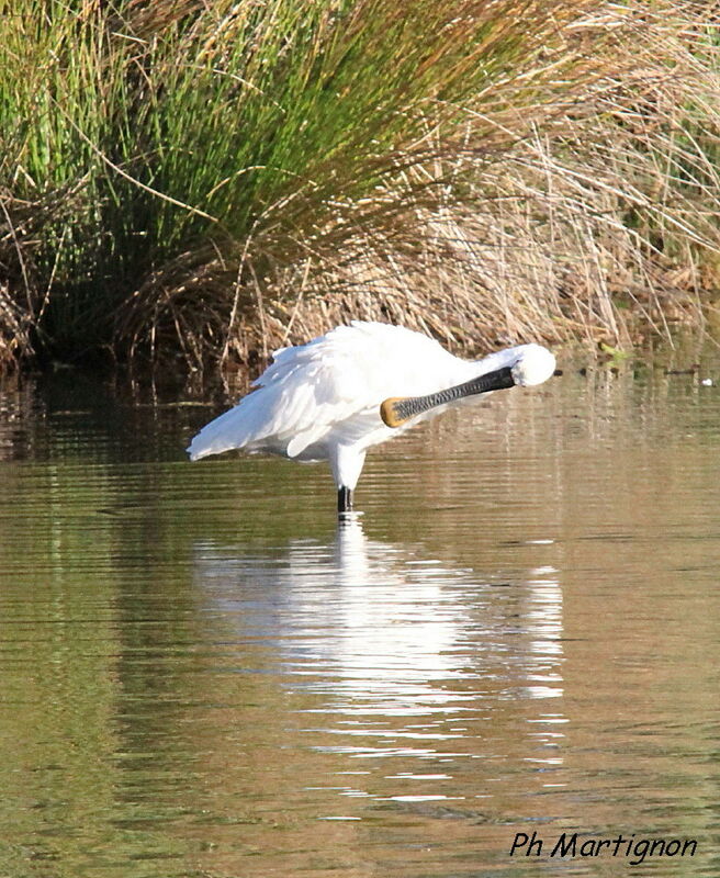 Eurasian Spoonbill, identification