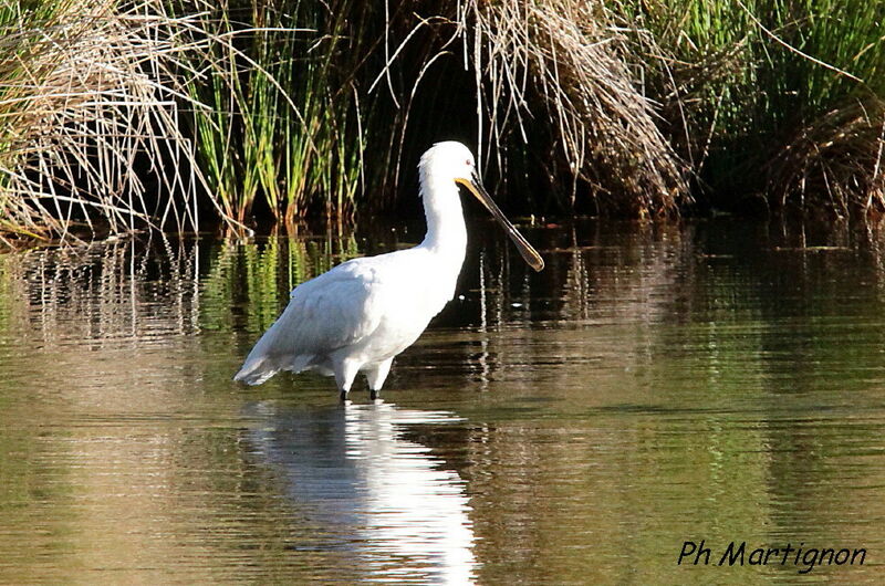 Eurasian Spoonbill, identification