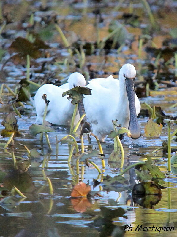 Eurasian Spoonbill, identification, eats