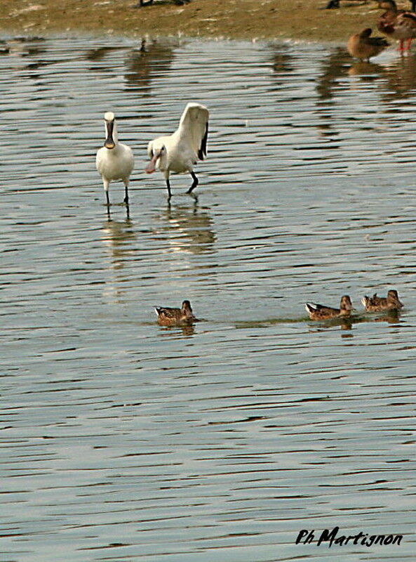 Eurasian Spoonbill