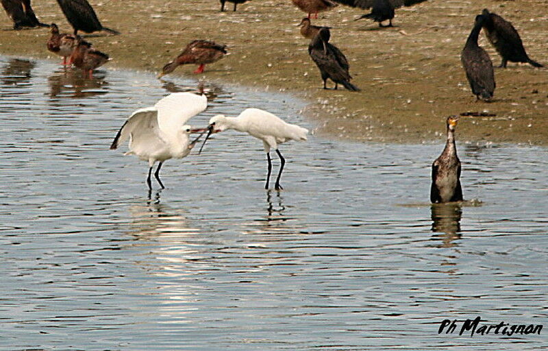 Eurasian Spoonbill