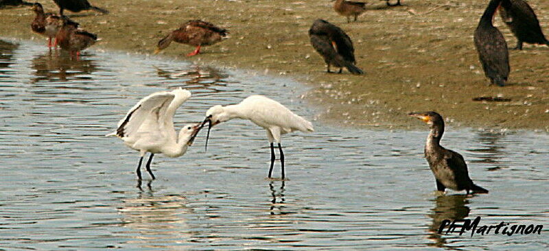 Eurasian Spoonbill