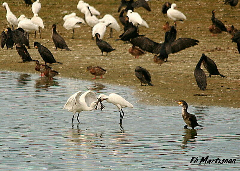 Eurasian Spoonbill