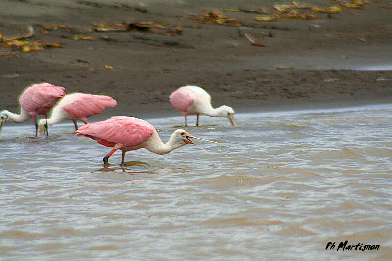 Roseate Spoonbill, identification, Behaviour