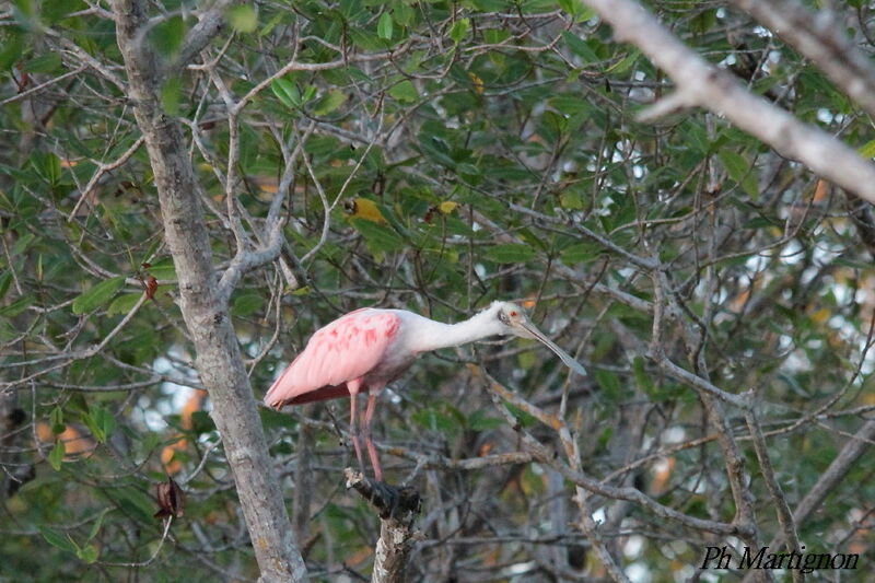 Roseate Spoonbill, identification