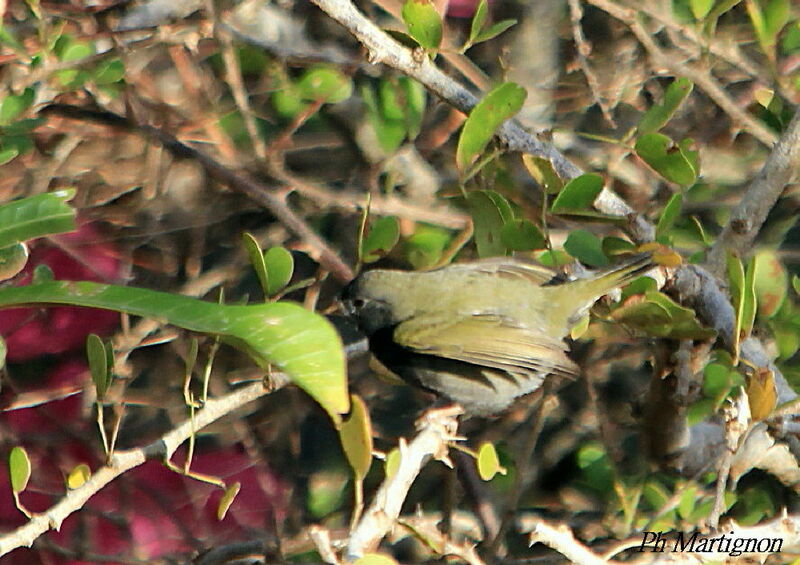 Sporophile cici, identification