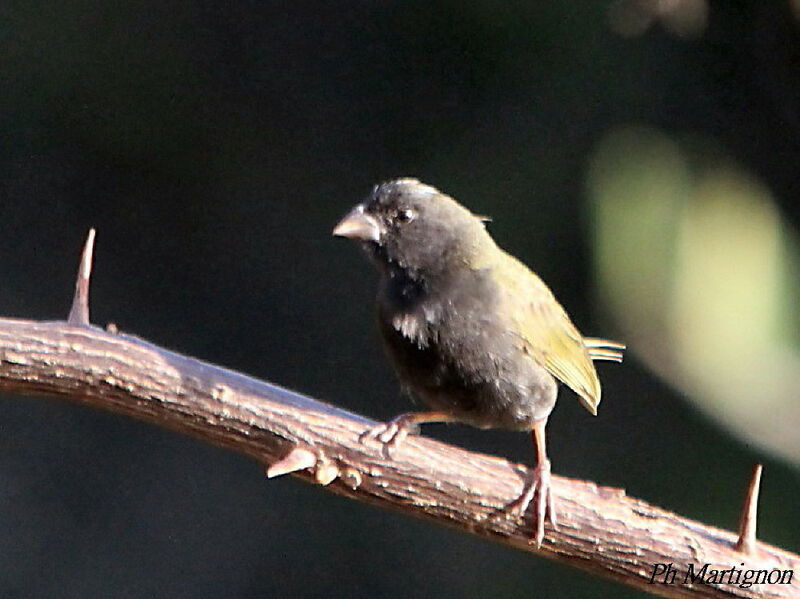 Sporophile cici, identification