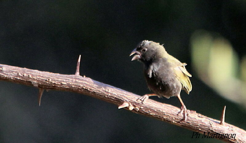 Black-faced Grassquit, identification