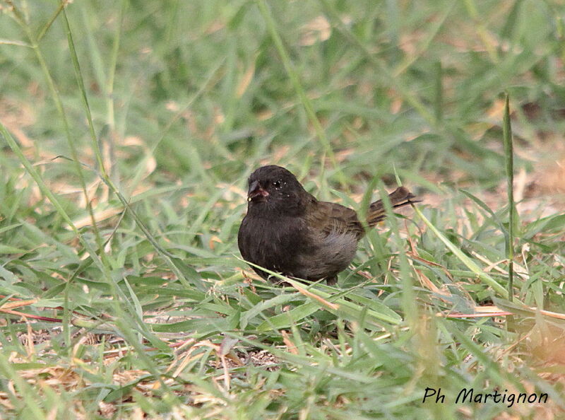 Sporophile cici, identification