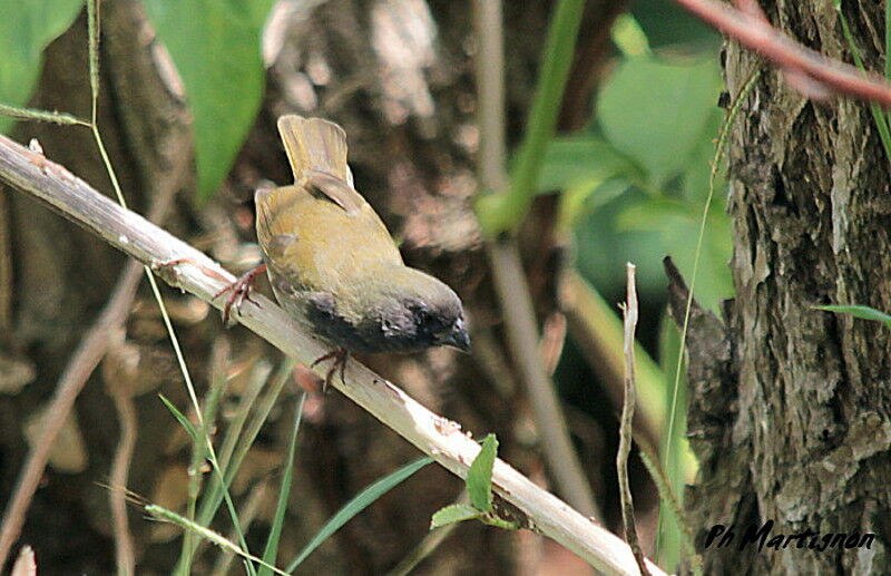 Black-faced Grassquit male