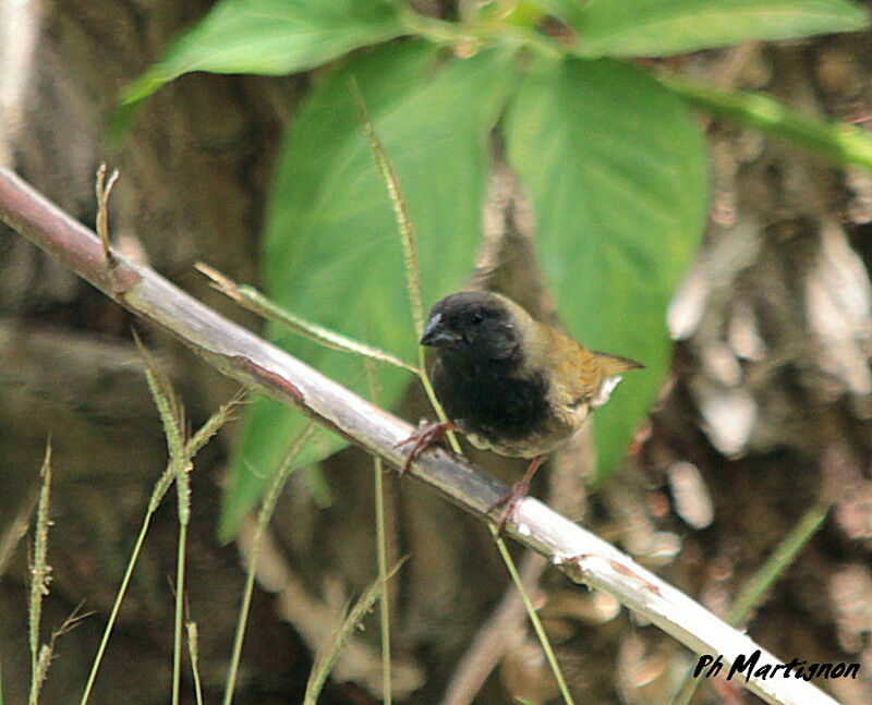 Black-faced Grassquit male