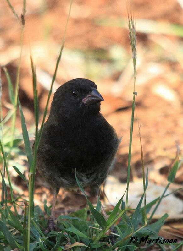 Black-faced Grassquit male