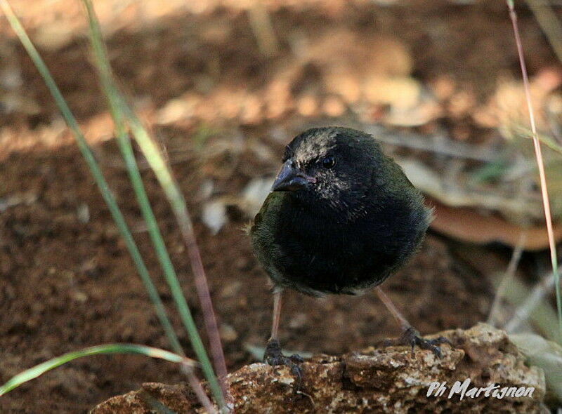 Black-faced Grassquit male