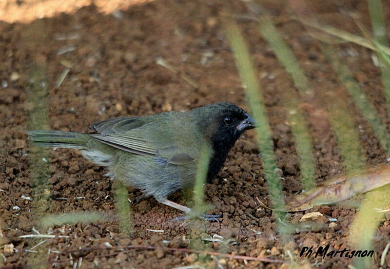 Black-faced Grassquit male