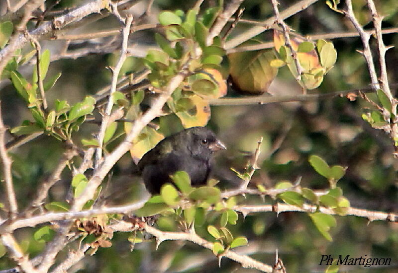 Black-faced Grassquit, identification