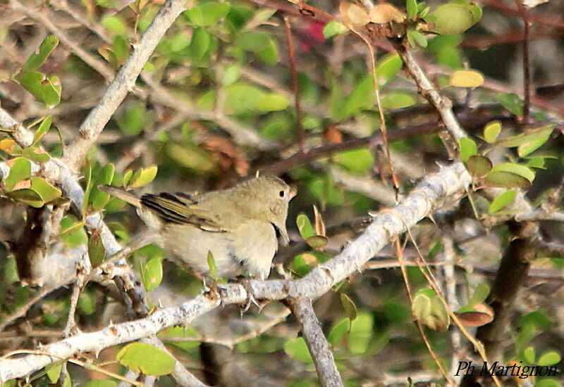 Sporophile cici femelle, identification