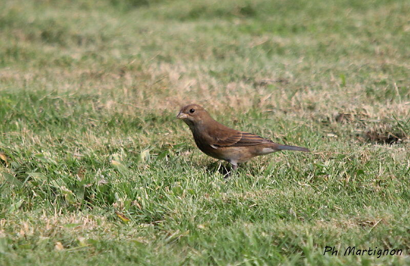 Morelet's Seedeater female, identification