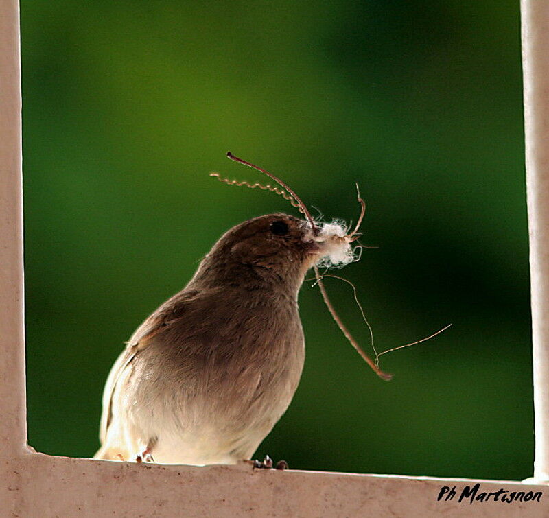 Lesser Antillean Bullfinch