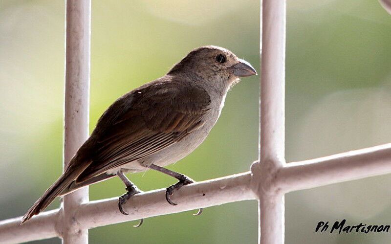 Lesser Antillean Bullfinch