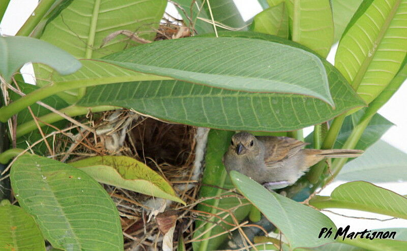 Lesser Antillean Bullfinch