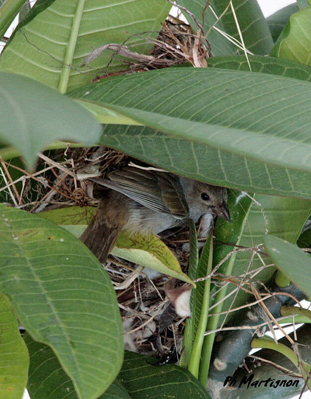 Lesser Antillean Bullfinch