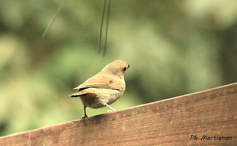 Lesser Antillean Bullfinch female, identification