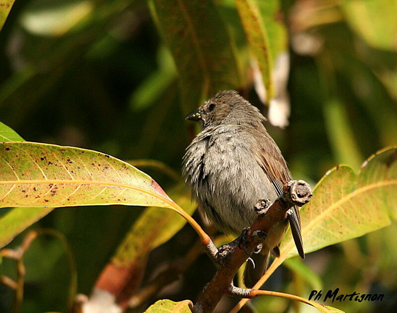 Lesser Antillean Bullfinch