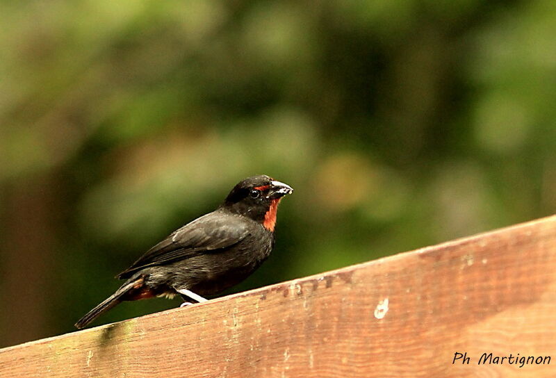 Lesser Antillean Bullfinch male, identification