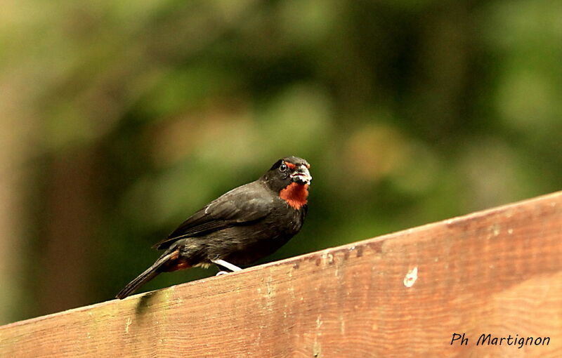 Sporophile rougegorge mâle, identification