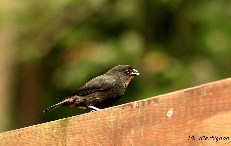 Lesser Antillean Bullfinch male, identification