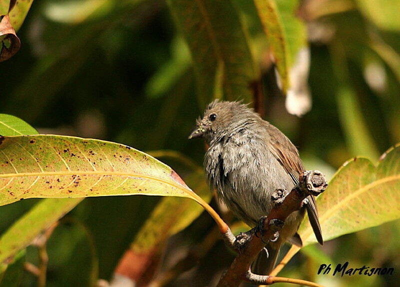 Lesser Antillean Bullfinch