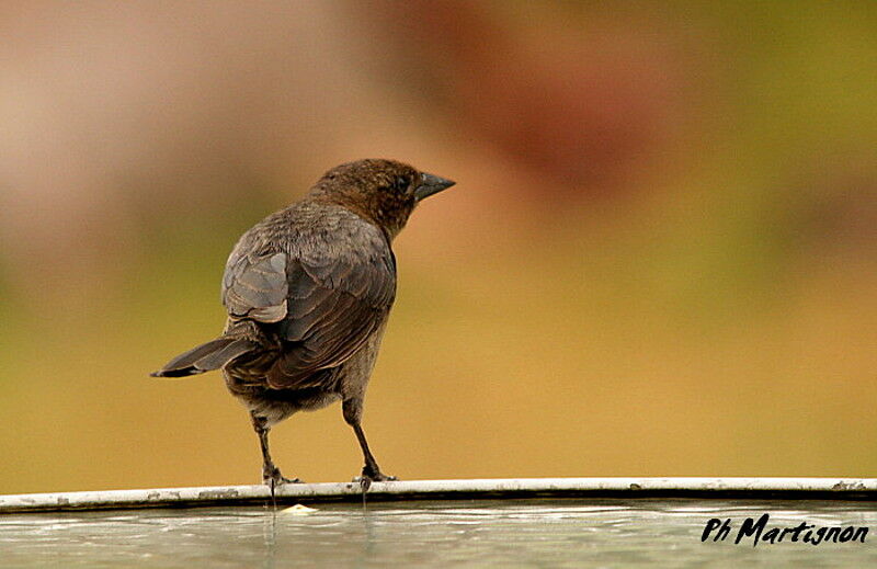 Lesser Antillean Bullfinch