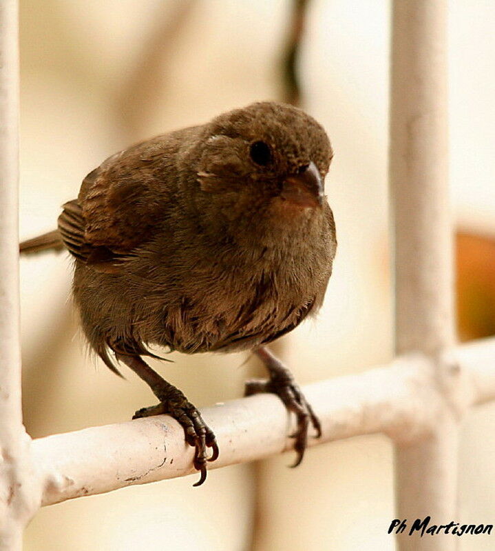 Lesser Antillean Bullfinch