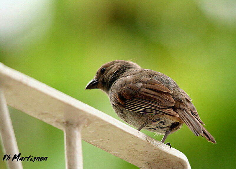 Lesser Antillean Bullfinch