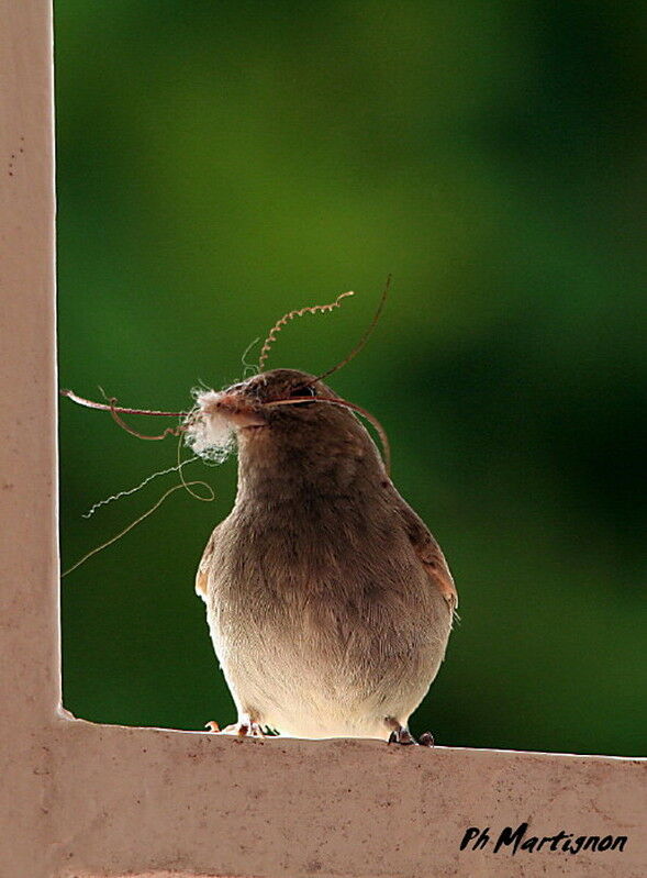 Lesser Antillean Bullfinch